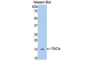 Western Blotting (WB) image for anti-Interleukin 13 Receptor, alpha 2 (IL13RA2) (AA 238-334) antibody (ABIN1174865)