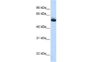 Archain 1 antibody used at 1 ug/ml to detect target protein. (ARCN1 Antikörper  (Middle Region))