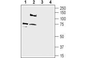 Western Blotting (WB) image for anti-Amiloride-Sensitive Cation Channel 2, Neuronal (ACCN2) (AA 368-382), (Extracellular) antibody (ABIN7042913)