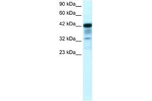 WB Suggested Anti-POU2F3 Antibody Titration:  0. (POU2F3 Antikörper  (N-Term))
