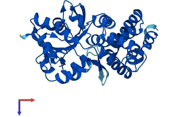 GPD1 Protein (AA 1-349) (His tag)