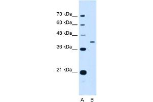 WB Suggested Anti-APOH Antibody Titration:  0. (APOH Antikörper  (N-Term))