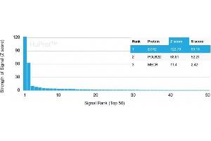 Analysis of Protein Array containing more than 19,000 full-length human proteins using Estrogen Receptor beta-1 Mouse Monoclonal Antibody (ESR2/3207) Z- and S- Score: The Z-score represents the strength of a signal that a monoclonal antibody (MAb) (in combination with a fluorescently-tagged anti-IgG secondary antibody) produces when binding to a particular protein on the HuProtTM array. (ESR2 Antikörper)