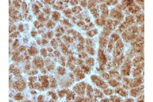IHC testing of FFPE human pancreas with Elastase 3B antibody (clone CELA3B/1257). (Elastase 3B Antikörper  (AA 82-238))