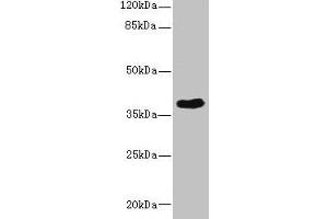 Western blot All lanes: CAB39L antibody at 10 μg/mL + 293T whole cell lysate Secondary Goat polyclonal to rabbit IgG at 1/10000 dilution Predicted band size: 40 kDa Observed band size: 40 kDa (CAB39L Antikörper  (AA 1-270))