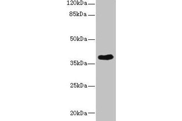 CAB39L Antikörper  (AA 1-270)