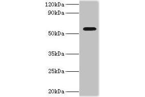 Western blot All lanes: ATP-dependent RNA helicase DDX19A antibody at 2 μg/mL + Mouse gonad tissue Secondary Goat polyclonal to rabbit IgG at 1/10000 dilution Predicted band size: 54, 44 kDa Observed band size: 54 kDa (DDX19A Antikörper  (AA 1-478))
