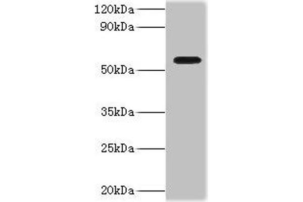 DDX19A anticorps  (AA 1-478)