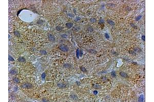 ABIN2564484 staining of paraffin embedded Human Liver. (PEX13 Antikörper  (C-Term))