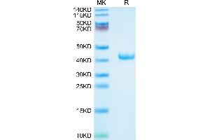 Mouse APOA2 on Tris-Bis PAGE under reduced condition. (APOA2 Protein (AA 19-102) (Fc Tag))