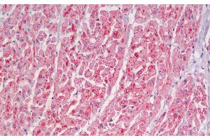 Immunohistochemistry analysis of paraffin-embedded Human Heart using CYCS Polyclonal Antibody. (Cytochrome C Antikörper)