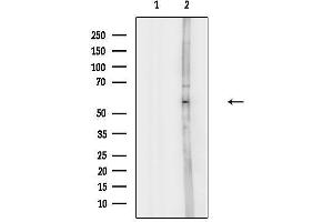 anti-HMG Box-Containing Protein 1 (HBP1) antibody