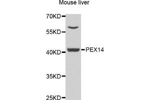 Western blot analysis of extracts of mouse liver, using PEX14 antibody. (PEX14 Antikörper)