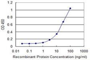 Detection limit for recombinant GST tagged FOXM1 is 0. (FOXM1 Antikörper  (AA 22-110))