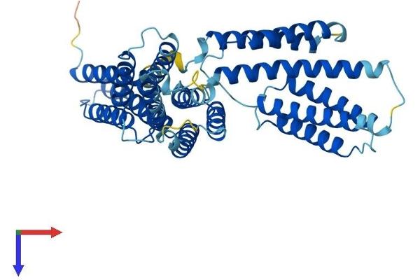 BAG5 Protein (AA 1-447) (His tag)
