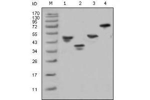 Western blot analysis using GST mouse mAb against various fusion protein with GST tag. (GST Antikörper)