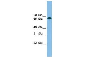 WB Suggested Anti-GBP2 Antibody Titration: 0. (GBP2 Antikörper  (N-Term))