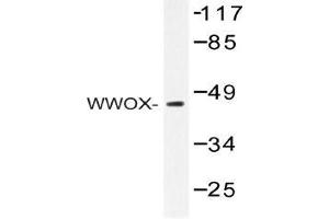 Western blot (WB) analysis of WWOX antibody in extracts from HepG2 cells.