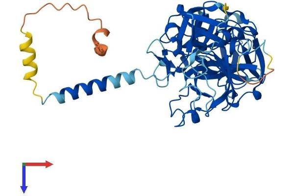 TMPRSS3 Protein (AA 1-453) (His tag)