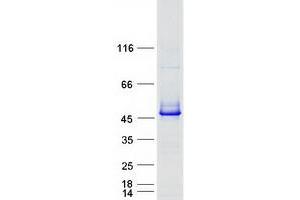 Western Blotting (WB) image for Phosphoglycerate Kinase 2 (PGK2) protein (Myc-DYKDDDDK Tag) (ABIN2728853)