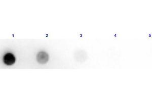 Dot Blot results of Rabbit Anti-Horse IgM Antibody Peroxidase Conjugated. (Kaninchen anti-Pferd IgM (Chain mu) Antikörper (HRP))