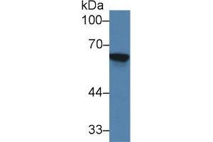 Western blot analysis of Rat Kidney lysate, using Mouse TREH Antibody (2 µg/ml) and HRP-conjugated Goat Anti-Rabbit antibody ( (TREH Antikörper  (AA 151-411))