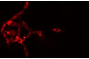 ABIN6274169 staining HepG2 cells by IF/ICC. (TPT1 Antikörper  (Internal Region))