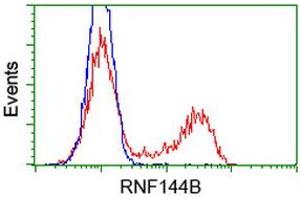Image no. 1 for anti-Ring Finger Protein 144B (RNF144B) (AA 1-256) antibody (ABIN1490643) (RNF144B Antikörper  (AA 1-256))