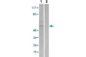 Western blot analysis of Lane 1: Untreated 293 cell lysates, Lane 2: Synthesized peptide treated 293 cell lysates reacted with STK4/STK3 (phospho T183) polyclonal antibody  at 1:500-1:3000 dilution. (STK4 Antikörper  (pThr183))