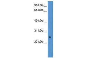 Image no. 1 for anti-PYD and CARD Domain Containing (PYCARD) (AA 121-170) antibody (ABIN6746135) (PYCARD Antikörper  (AA 121-170))