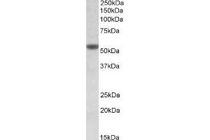 ABIN768569 (1µg/ml) staining of KELLY lysate (35µg protein in RIPA buffer). (CHRNA5 Antikörper  (Internal Region))