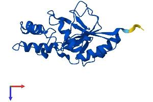 NT5C Protein (AA 1-200) (His tag)