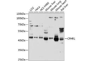 Western blot analysis of extracts of various cell lines, using CFHR1 antibody (ABIN3016580, ABIN3016581, ABIN3016582 and ABIN6219787) at 1:1000 dilution. (CFHR1 Antikörper  (AA 151-330))