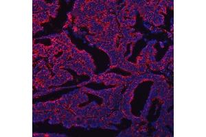 IF analysis of COX5B using anti-COX5B antibody (ABIN7598975). (COX5B Antikörper  (AA 1-129))