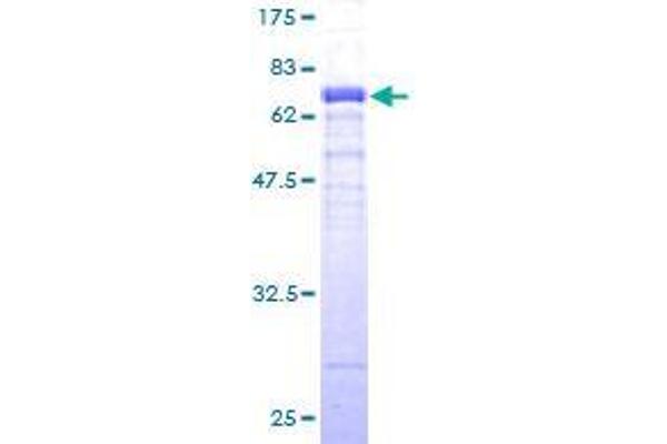 FBXO4 Protein (AA 1-387) (GST tag)