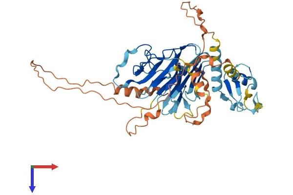 RNF39 Protein (AA 1-420) (His tag)