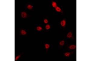 ABIN6266788 staining RAW264. (BHLHE41 Antikörper  (N-Term))