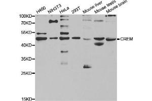 Western Blotting (WB) image for anti-CAMP Responsive Element Modulator (CREM) antibody (ABIN1876825) (CREM Antikörper)