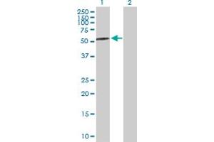 Western Blot analysis of AMY2A expression in transfected 293T cell line by AMY2A MaxPab polyclonal antibody. (AMY2A Antikörper  (AA 1-511))