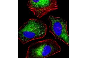 Immunofluorescent analysis of 4% paraformaldehyde-fixed, 0. (Density Regulated Protein Antikörper)
