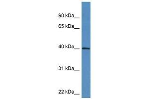 Western Blot showing ATAD1 antibody used at a concentration of 1-2 ug/ml to detect its target protein.