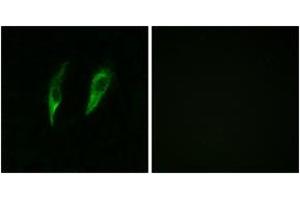 Immunofluorescence (IF) image for anti-Interleukin-1 Receptor-Associated Kinase 3 (IRAK3) (AA 491-540) antibody (ABIN2889831) (IRAK3 Antikörper  (AA 491-540))