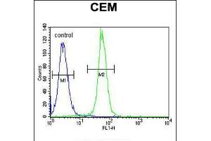 Flow cytometric analysis of CEM cells (right histogram) compared to a negative control cell (left histogram). (ARL5B Antikörper  (C-Term))