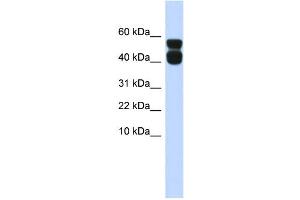 WB Suggested Anti-P2RX4 Antibody Titration:  0. (P2RX4 Antikörper  (N-Term))