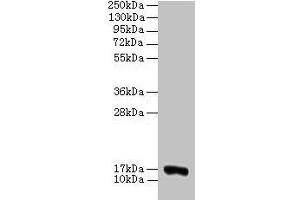 Western blot All lanes: COX5A antibody at 2 μg/mL + 293T whole cell lysate Secondary Goat polyclonal to rabbit IgG at 1/15000 dilution Predicted band size: 17 kDa Observed band size: 17 kDa (COX5A Antikörper  (AA 42-150))