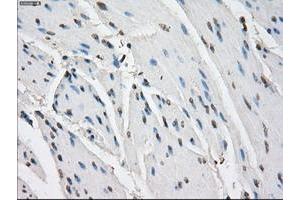 Image no. 4 for anti-Fc gamma RII (CD32) antibody (ABIN1497255) (Fc gamma RII (CD32) Antikörper)