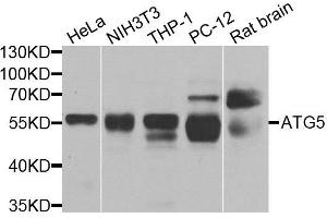 Western Blotting (WB) image for anti-ATG5 Autophagy Related 5 (ATG5) (AA 1-275) antibody (ABIN3020674)