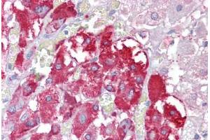 Anti-TPTE antibody IHC staining of human adrenal. (TPTE Antikörper  (AA 371-383))