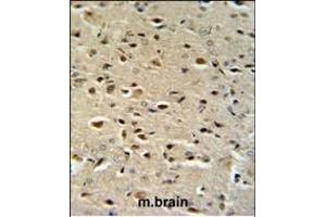 CTNA1 Antibody (N-term) (ABIN390505 and ABIN2840861) IHC analysis in formalin fixed and paraffin embedded mouse brain tissue followed by peroxidase conjugation of the secondary antibody and DAB staining.