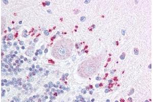 Anti-WNT7A antibody  ABIN1049483 IHC staining of human brain, cerebellum.